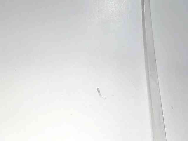 PetiteIvoryqueens webcam