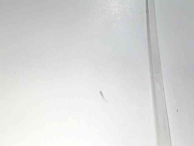 PetiteIvoryqueens webcam