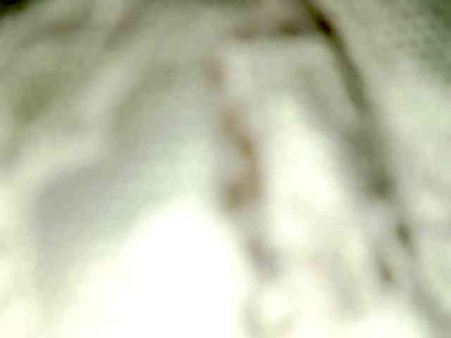 PetiteIvoryqueens webcam