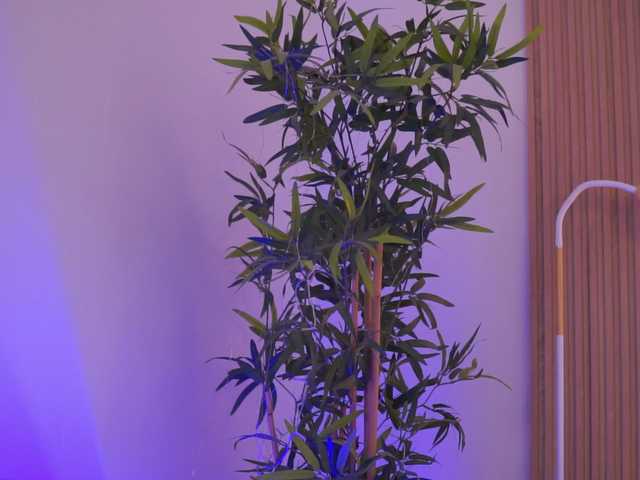 AishaBee's BongaCams show and profile