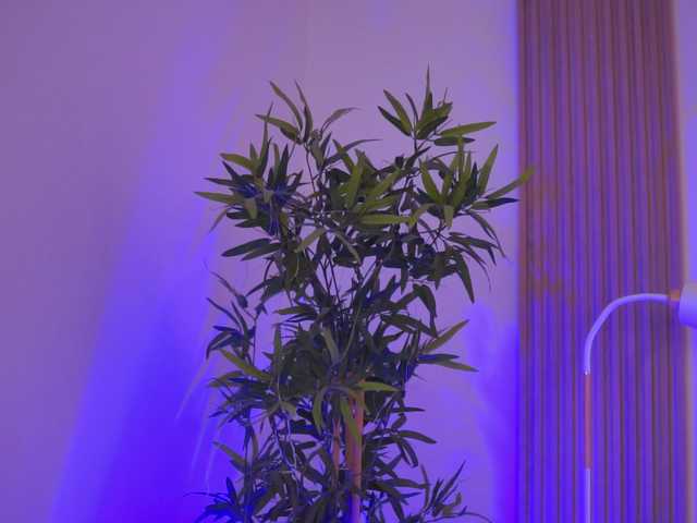 AishaBee's BongaCams show and profile