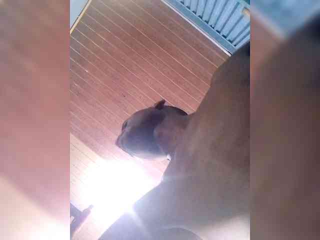 Texillo1 Live Webcam on BongaCams