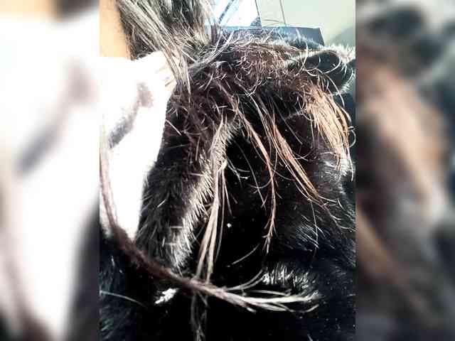 VictoriaPanther webcam