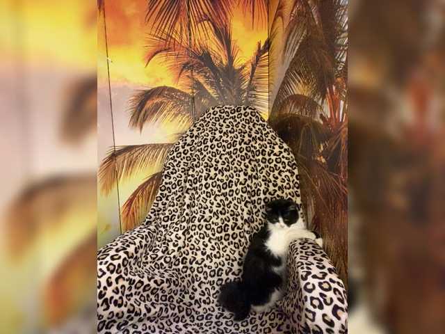 Miss-Tits2025's BongaCams show and profile