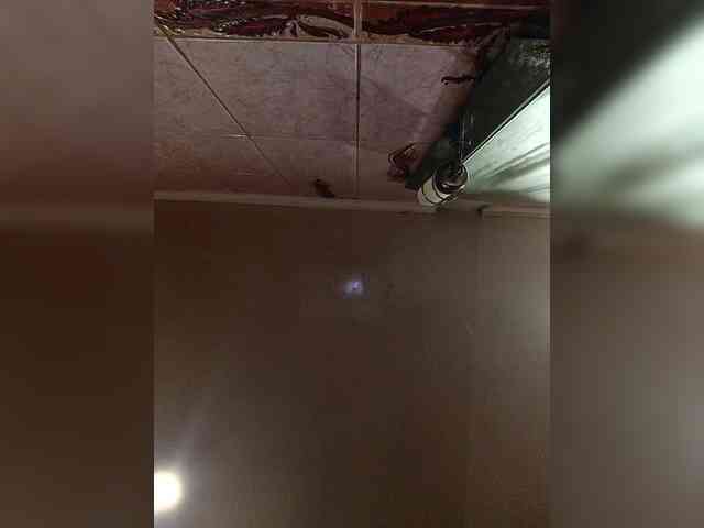 Kissa-Kristina webcam