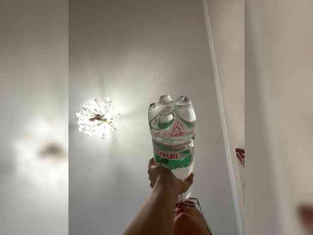 Bellatrisssaaa Live Webcam on BongaCams