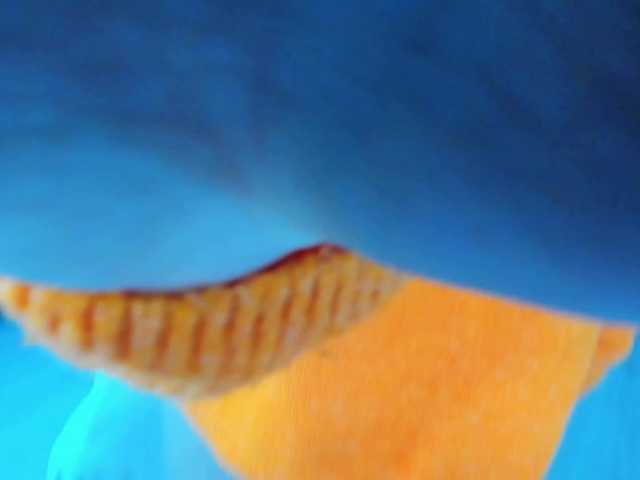 AnyaEvy's BongaCams show and profile