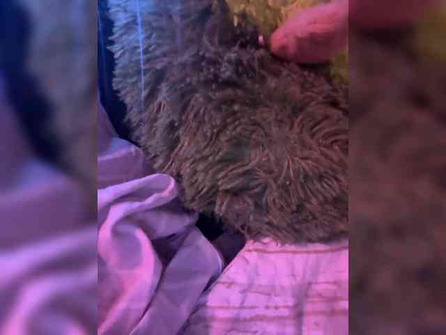 VIP17CoupleDream webcam