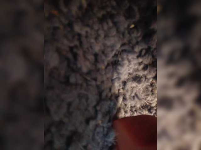 Annanas's BongaCams show and profile