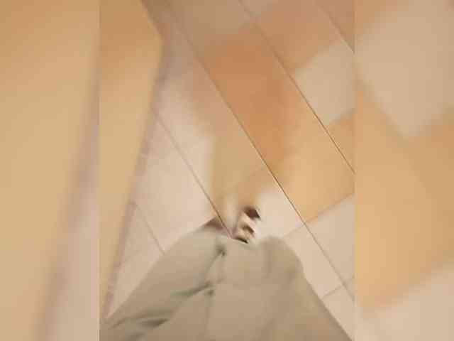 Lady-marshmallows webcam