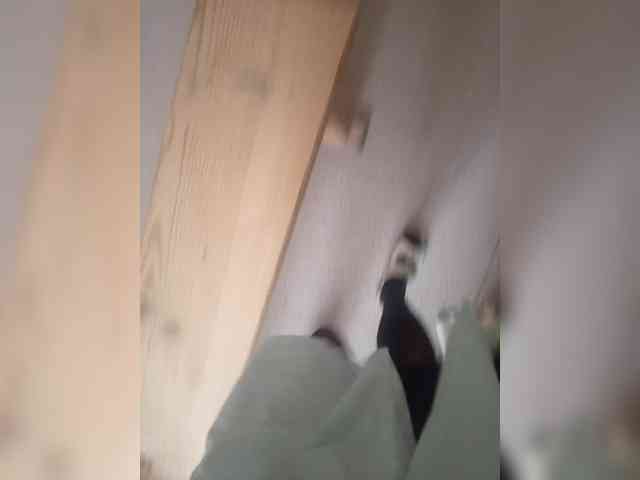 Lady-marshmallows webcam