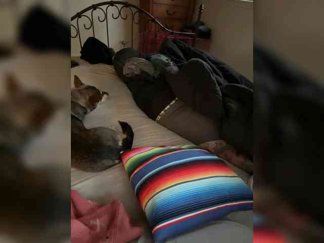 TattedNConvicted1 webcam