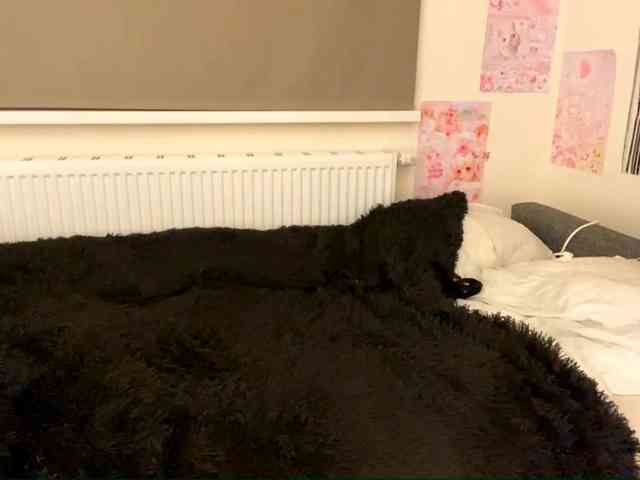 mylittlemolly webcam