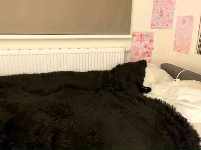 mylittlemolly mylittlemolly