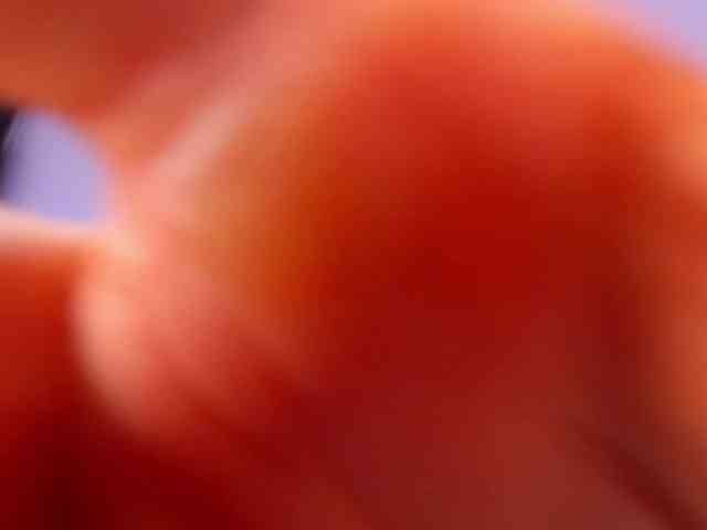 Bastardsexx-vc webcam