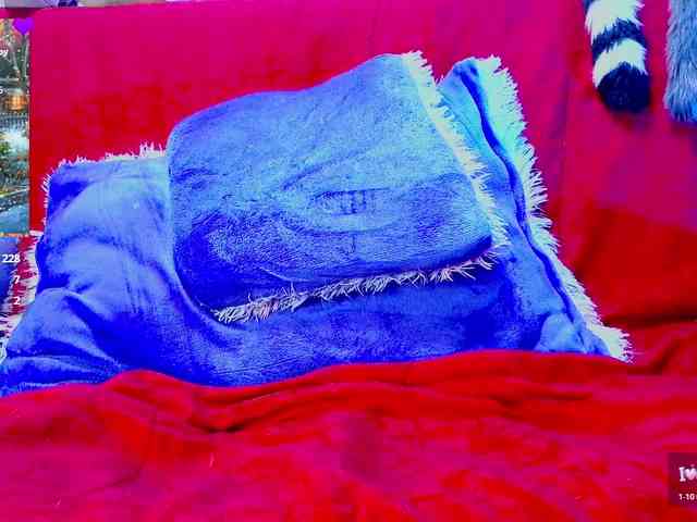 zamymorris zamymorris