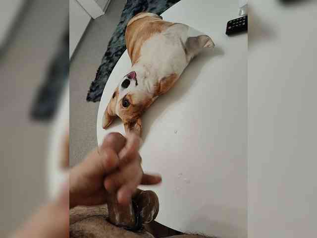 dudeone Live Webcam on BongaCams