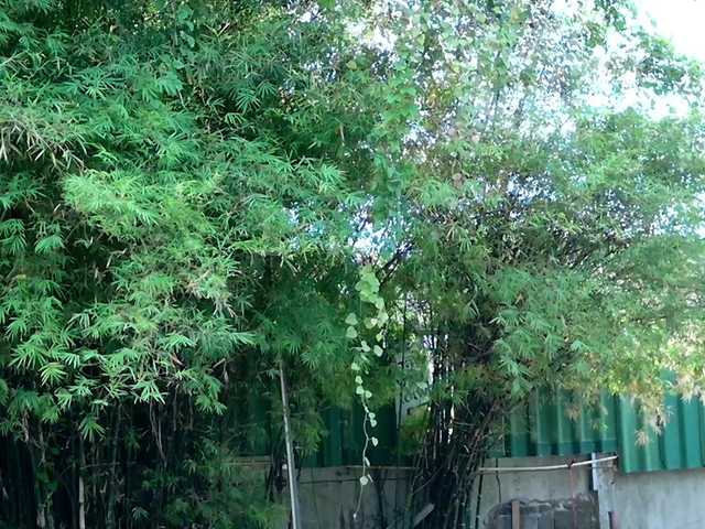 секс с jane-booblegum