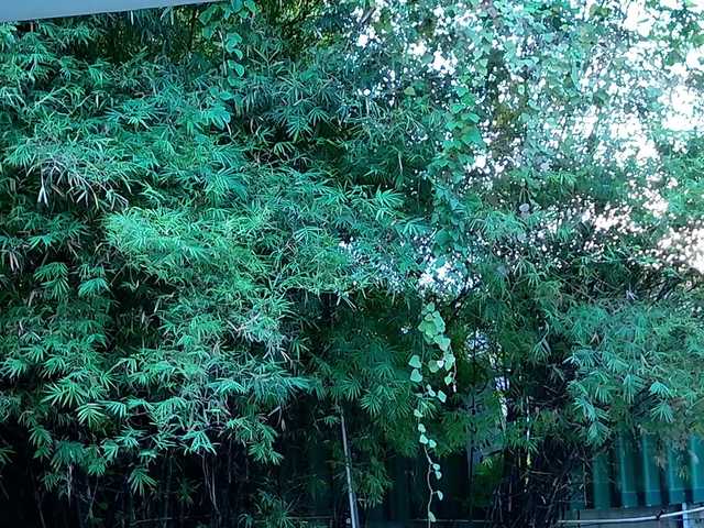 jane-booblegum's BongaCams show and profile