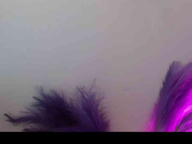 Queen-Rosee Queen-Rosee