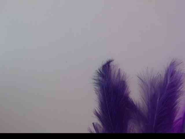 Queen-Rosee Queen-Rosee