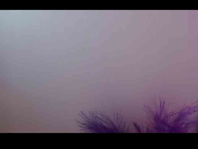 Queen-Rosee Queen-Rosee