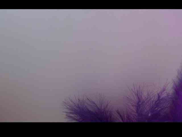 Queen-Rosee Queen-Rosee