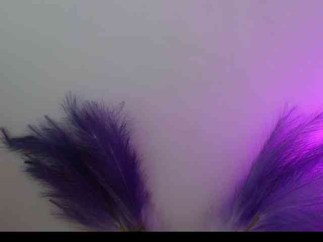 Queen-Rosee Queen-Rosee