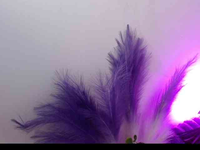 Queen-Rosee Queen-Rosee