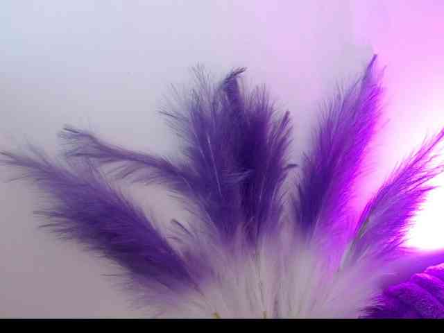 Queen-Rosee Queen-Rosee