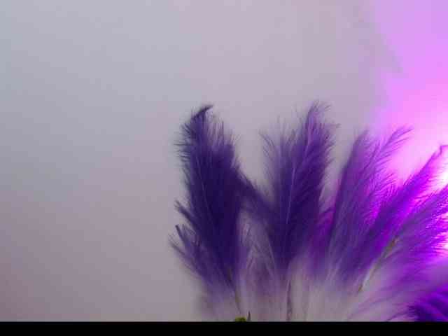 Queen-Rosee Queen-Rosee