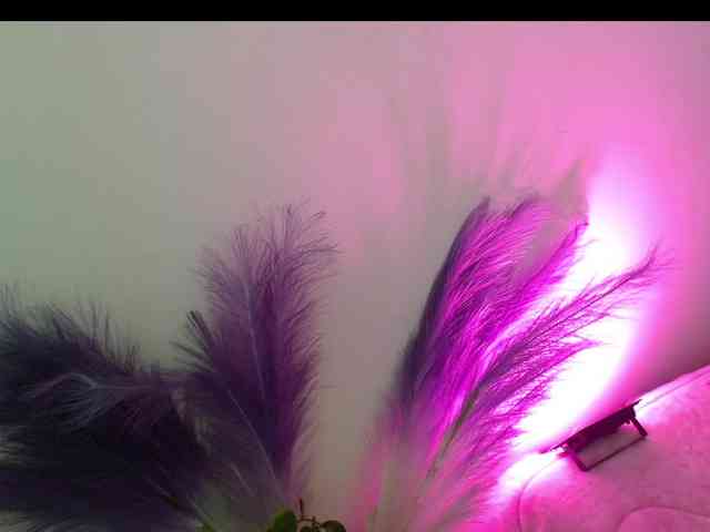 Queen-Rosee Queen-Rosee