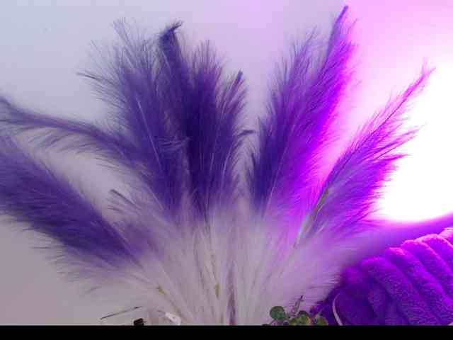 Queen-Rosee Queen-Rosee