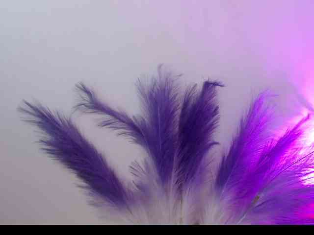 Queen-Rosee Queen-Rosee