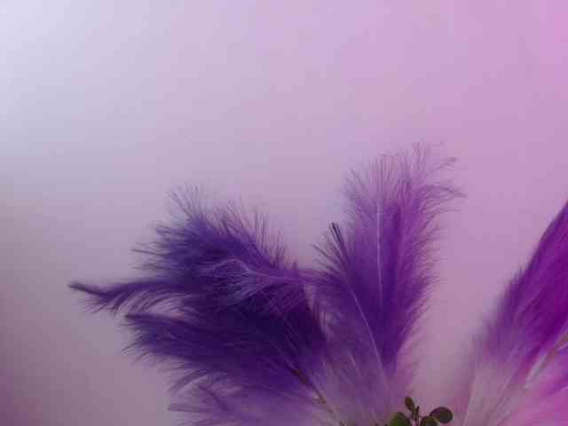 Queen-Rosee Queen-Rosee