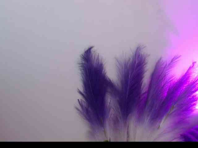 Queen-Rosee Queen-Rosee