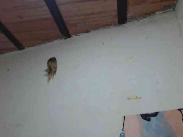 Bunnynasty888 Bunnynasty888