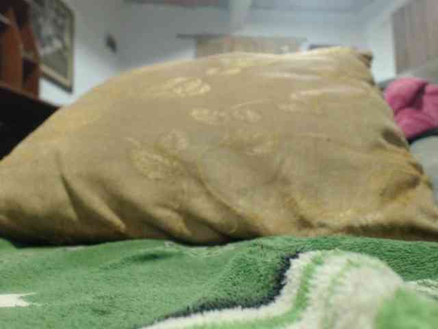 Bunnynasty888 webcam