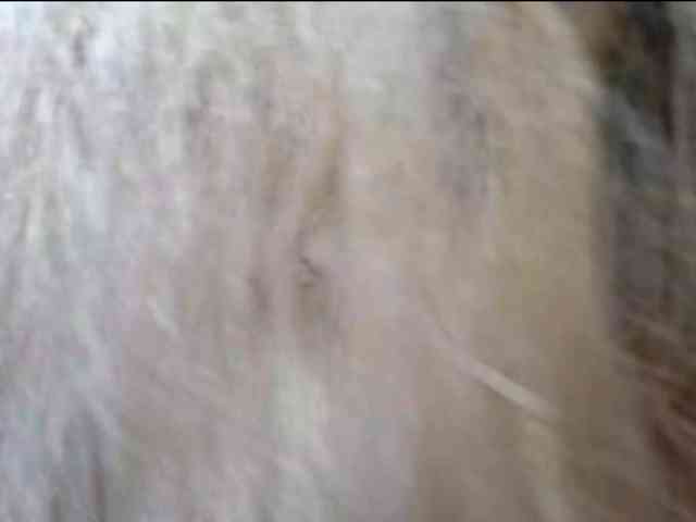 PaulettaGlosser PaulettaGlosser