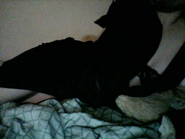 Plushly – webcam model profile photo