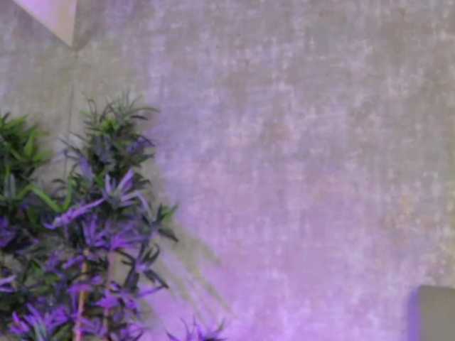 AmisRayy from BongaCams