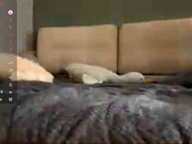 TyeshaDirksen webcam