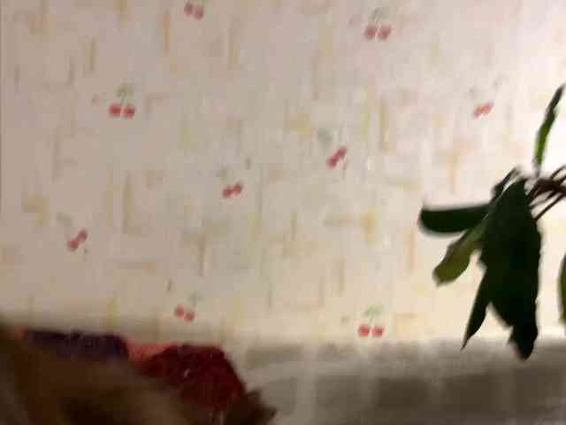 SeptemberRarogal webcam