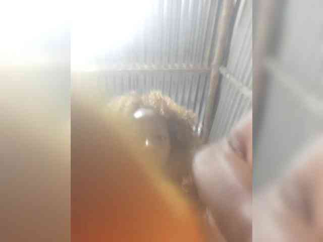 zoyadimasalong06 webcam