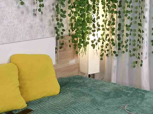 ViollaDream ViollaDream