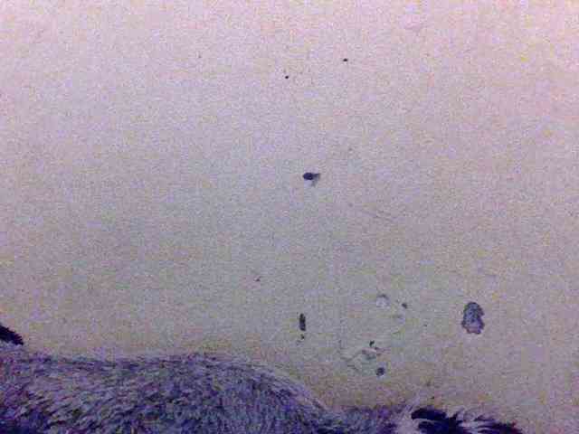 Sugarafricana webcam