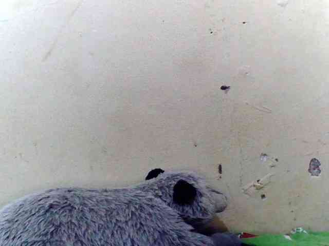 Sugarafricana Sugarafricana