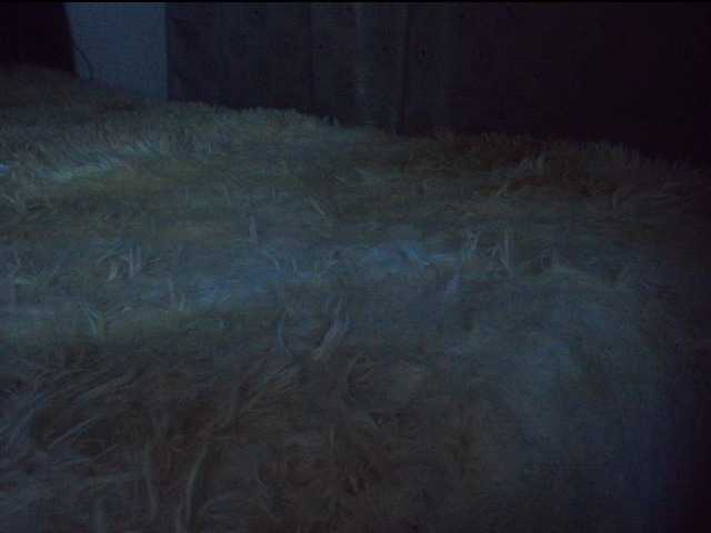 salome81's BongaCams show and profile