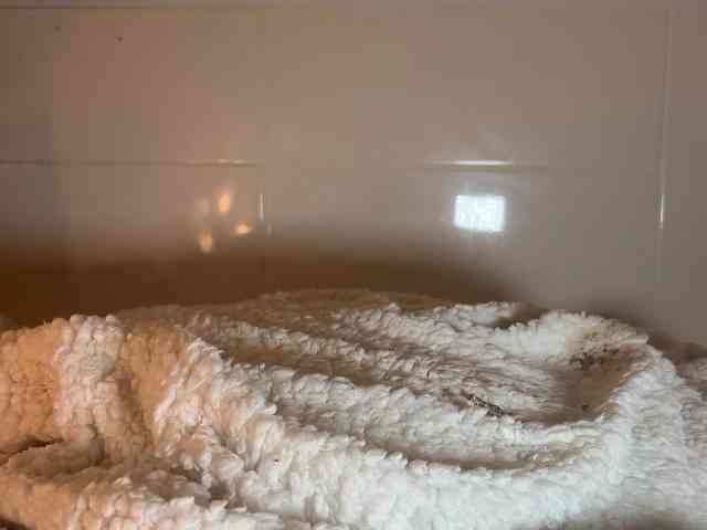 BambiinTrouble webcam