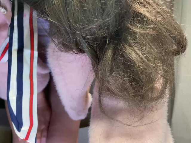 foxsusu's BongaCams show and profile